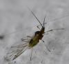 Capitophorus sp.